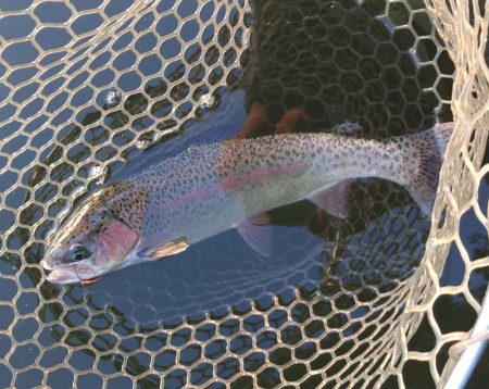 大安トラウトレイク釣果